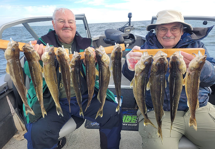 image of two men holding limiots of walleye and sauger